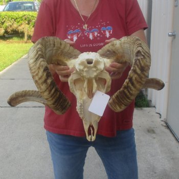 African Merino Ram/Sheep Skull with 32 inch Horns, available for purchase - $175