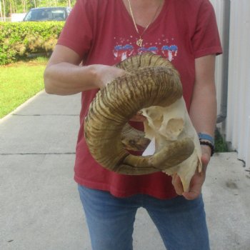 African Merino Ram/Sheep Skull with 32 inch Horns, available for purchase - $175