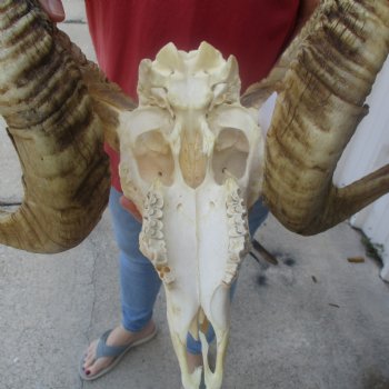 African Merino Ram/Sheep Skull with 32 inch Horns, available for purchase - $175