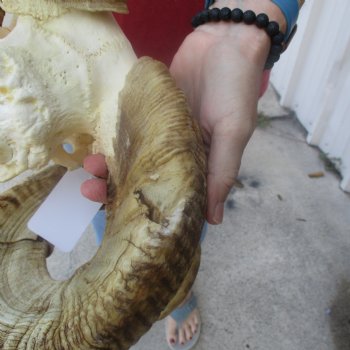 African Merino Ram/Sheep Skull with 32 inch Horns, available for purchase - $175