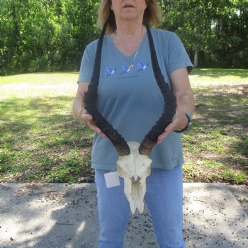 C-Grade Impala Skull with 20" Horns - $70