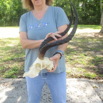 C-Grade Impala Skull with 20" Horns - $70