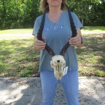 C-Grade Impala Skull with 20" Horns - $70