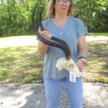 C-Grade Impala Skull with 20" Horns - $70
