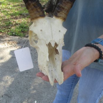 C-Grade Impala Skull with 20" Horns - $70