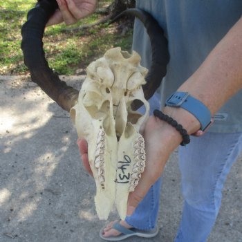 C-Grade Impala Skull with 20" Horns - $70