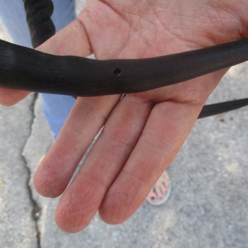 C-Grade Impala Skull with 20" Horns - $70