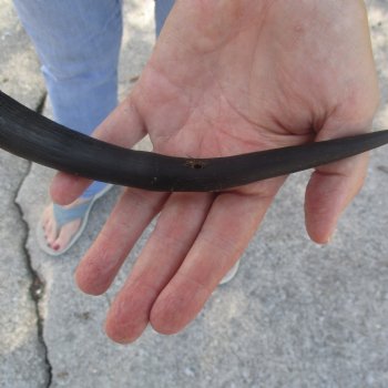 C-Grade Impala Skull with 20" Horns - $70