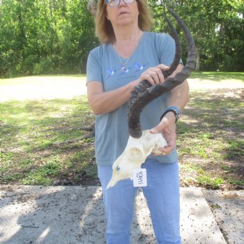 B-Grade Impala Skull with 22" Horns - $85