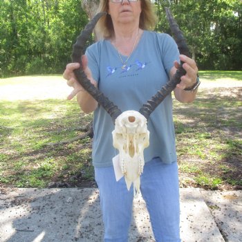 B-Grade Impala Skull with 22" Horns - $85