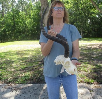 B-Grade Impala Skull with 22" Horns - $85