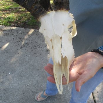 B-Grade Impala Skull with 22" Horns - $85