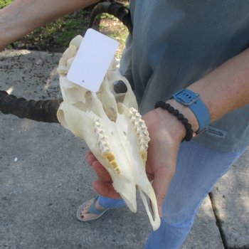 B-Grade Impala Skull with 22" Horns - $85