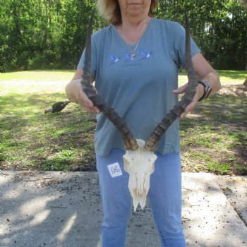 B-Grade Impala Skull with 21" Horns - $85