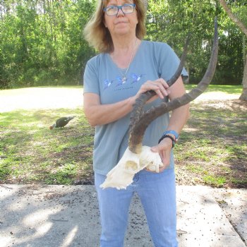 B-Grade Impala Skull with 21" Horns - $85