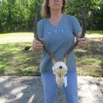 B-Grade Impala Skull with 21" Horns - $85