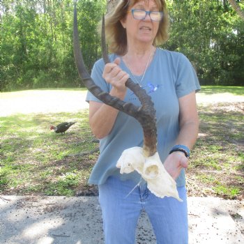 B-Grade Impala Skull with 21" Horns - $85