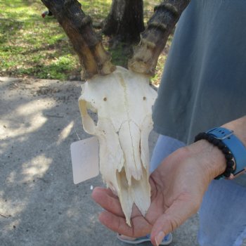 B-Grade Impala Skull with 21" Horns - $85