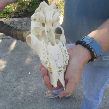 B-Grade Impala Skull with 21" Horns - $85