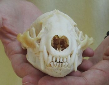 For Sale 4-3/4" Badger Skull - $59