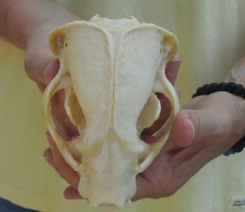 For Sale 4-3/4" Badger Skull - $59