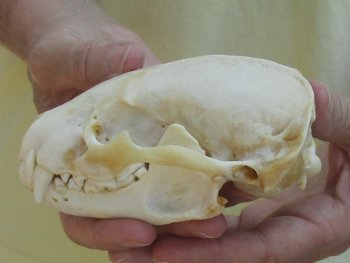 For Sale 4-3/4" Badger Skull - $59