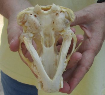 For Sale 4-3/4" Badger Skull - $59