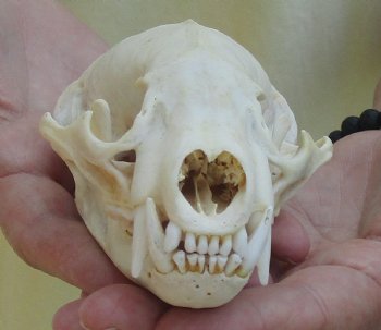 For Sale 4-3/4" Badger Skull - $59