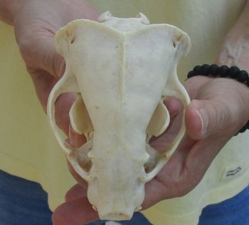 For Sale 4-3/4" Badger Skull - $59