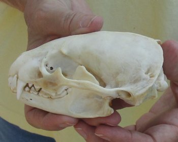 For Sale 4-3/4" Badger Skull - $59