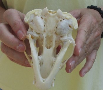 For Sale 4-3/4" Badger Skull - $59