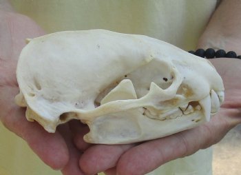 For Sale 4-3/4" Badger Skull - $59