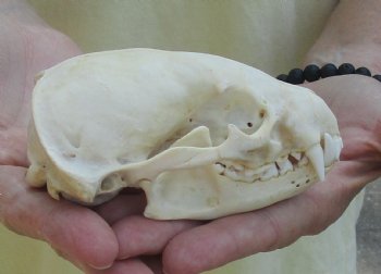 For Sale 4-1/2" Badger Skull - $59