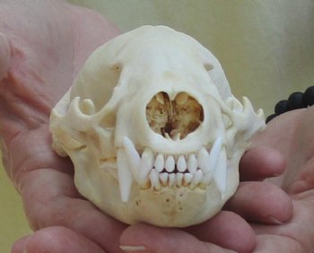 For Sale 4-1/2" Badger Skull - $59