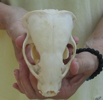 For Sale 4-1/2" Badger Skull - $59