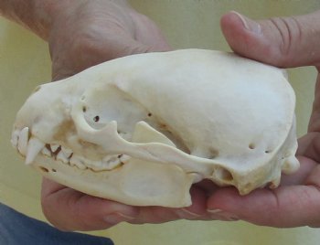 For Sale 4-1/2" Badger Skull - $59