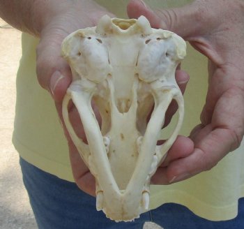 For Sale 4-1/2" Badger Skull - $59