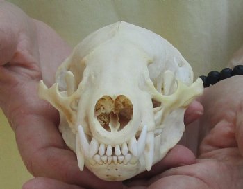 For Sale 4-3/4" Badger Skull - $59