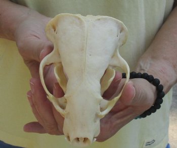 For Sale 4-3/4" Badger Skull - $59