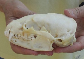 For Sale 4-3/4" Badger Skull - $59