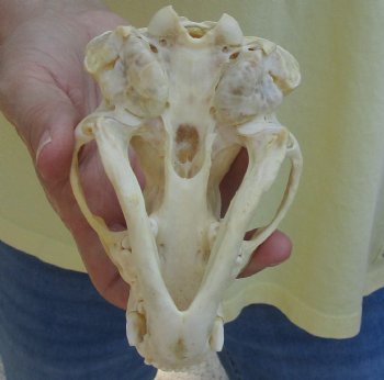 For Sale 4-3/4" Badger Skull - $59