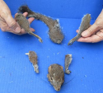 Preserved Squirrel Head, Legs, & Tail - <font color=red>Special Price </font>$25 