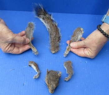 Preserved Squirrel Head, Legs, & Tail - <font color=red>Special Price </font>$25 