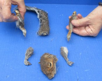 Preserved Squirrel Head, Legs, & Tail - <font color=red>Special Price </font>$25