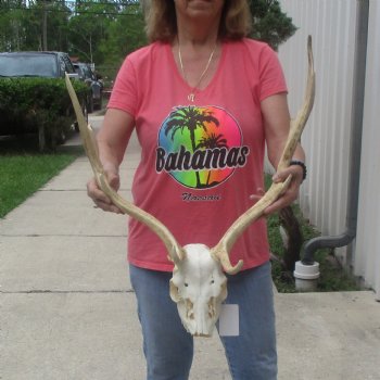 B-Grade Fallow Deer Skull and horns (antlers) 19 & 21 inches - $100 <font color=red> CANNOT BE SHIPPED PRIORITY MAIL </font>