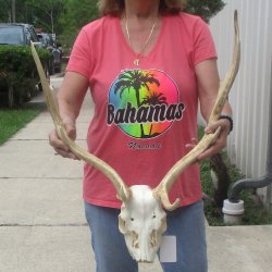 B-Grade Fallow Deer Skull and horns (antlers) 19" & 21"<font color=red> CANNOT BE SHIPPED PRIORITY MAIL </font>