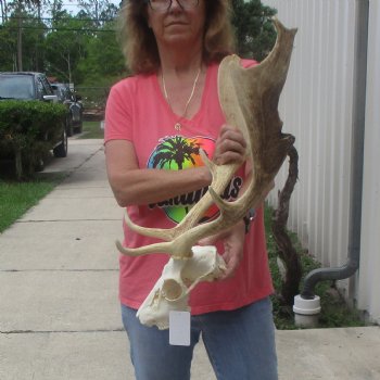 B-Grade Fallow Deer Skull and horns (antlers) 19 & 21 inches - $100 <font color=red> CANNOT BE SHIPPED PRIORITY MAIL </font>