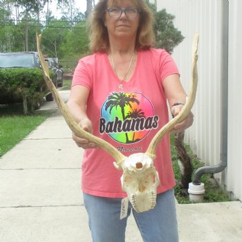 B-Grade Fallow Deer Skull and horns (antlers) 19 & 21 inches - $100 <font color=red> CANNOT BE SHIPPED PRIORITY MAIL </font>