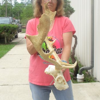 B-Grade Fallow Deer Skull and horns (antlers) 19 & 21 inches - $100 <font color=red> CANNOT BE SHIPPED PRIORITY MAIL </font>
