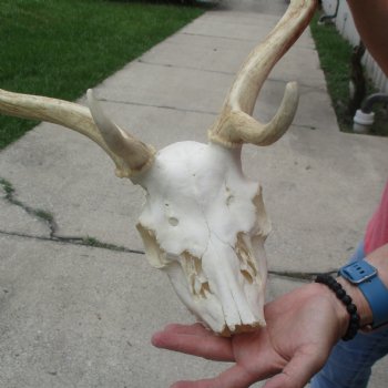 B-Grade Fallow Deer Skull and horns (antlers) 19 & 21 inches - $100 <font color=red> CANNOT BE SHIPPED PRIORITY MAIL </font>